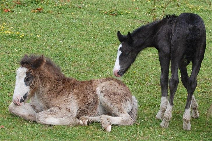 Irish Cob Axelved's Molly Malone - Molly og halvbror billede 17