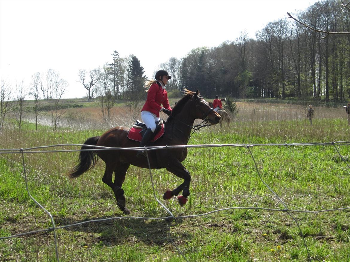 Trakehner Piccadelly  billede 15