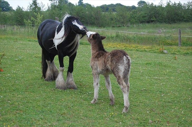 Irish Cob Axelved's Molly Malone - Molly og halvsøster billede 18