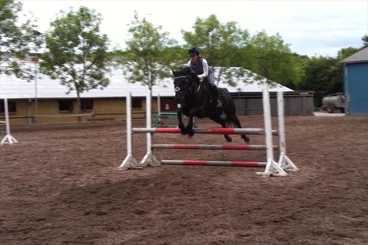 Anden særlig race IVER - Træning d. 14/6-2012 ved Morten Grøftehauge! 85 cm. billede 4