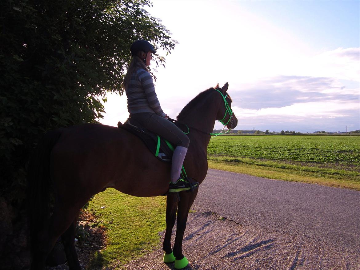 Trakehner Piccadelly  - Min nye trense, samt stigeremme, alt sammen i grønt :D  billede 16