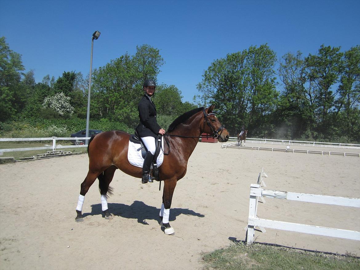 Trakehner Piccadelly  billede 17
