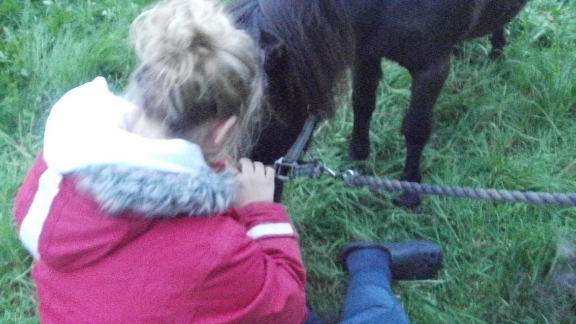 Shetlænder Princi billede 14