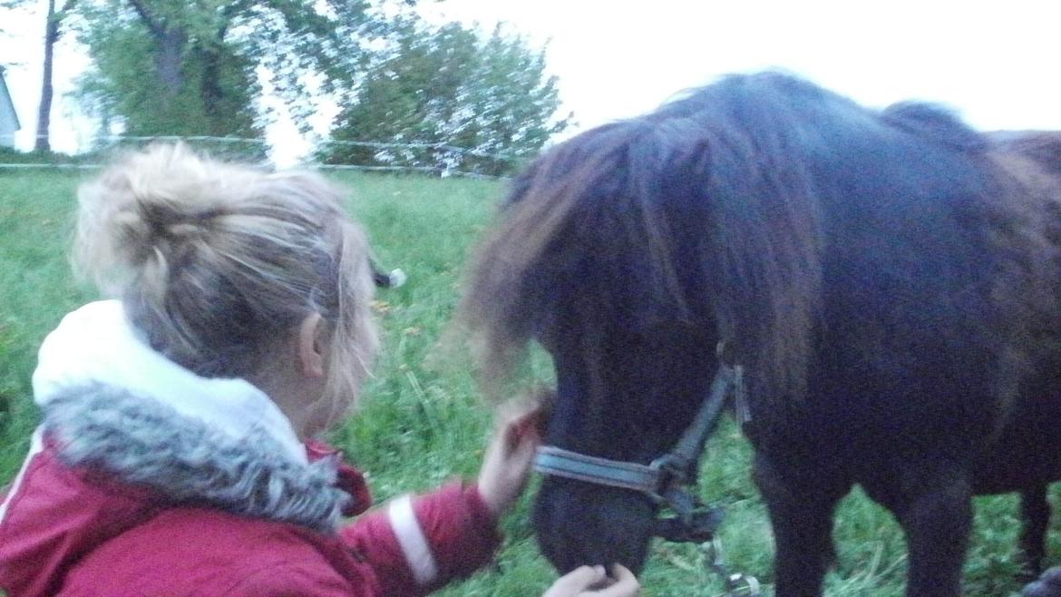 Shetlænder Princi - Søde Princi <3 billede 5