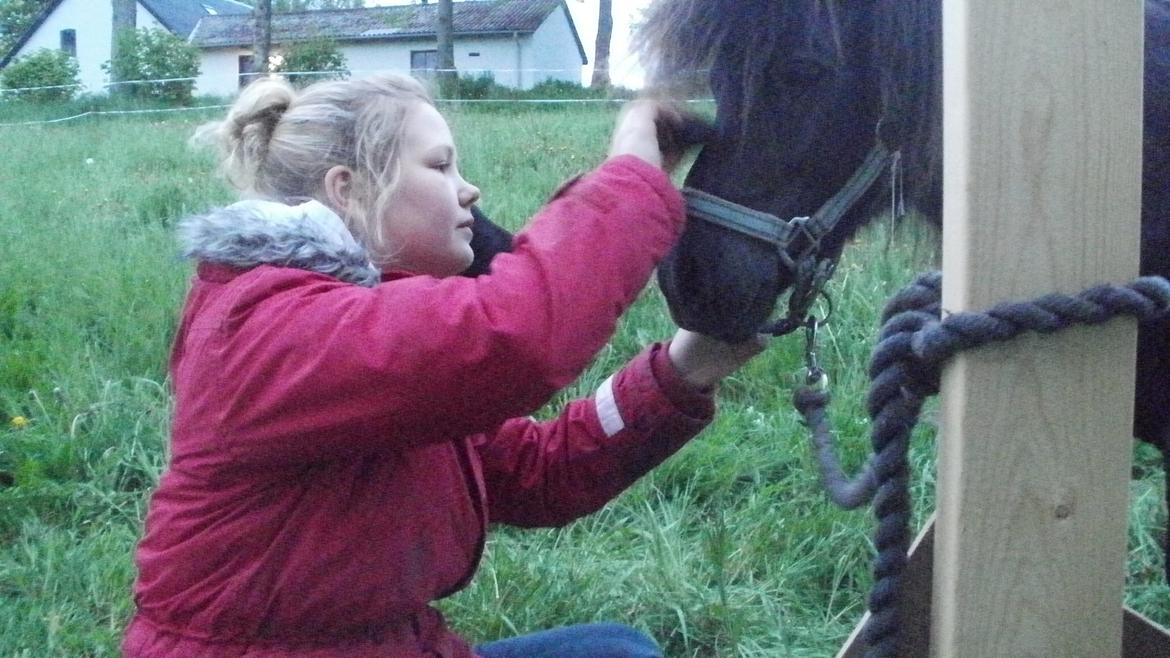 Shetlænder Princi billede 15