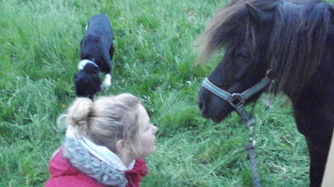 Shetlænder Princi billede 16