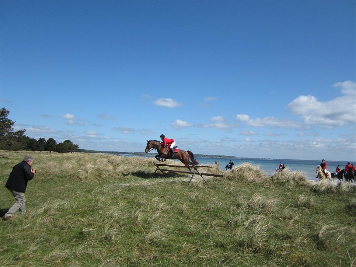 Trakehner Piccadelly  billede 18