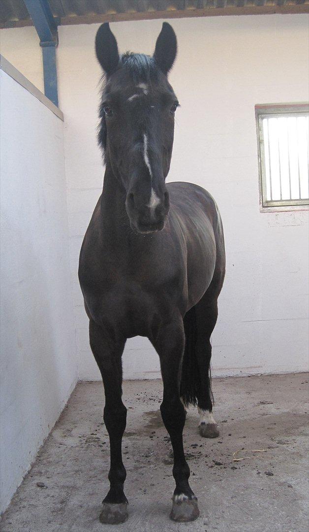 Anden særlig race Mowgli billede 7