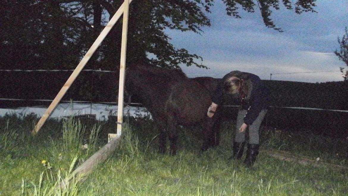 Shetlænder Snowball billede 13