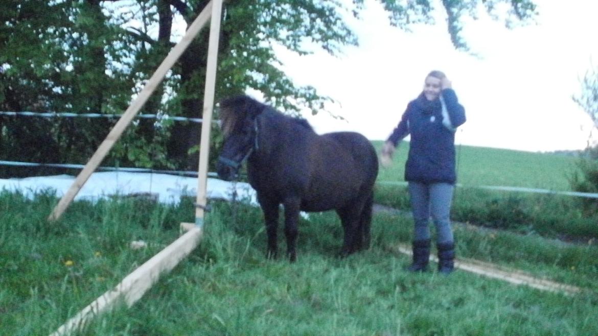 Shetlænder Snowball billede 14