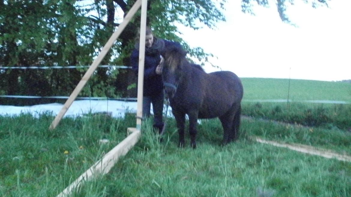 Shetlænder Snowball billede 15