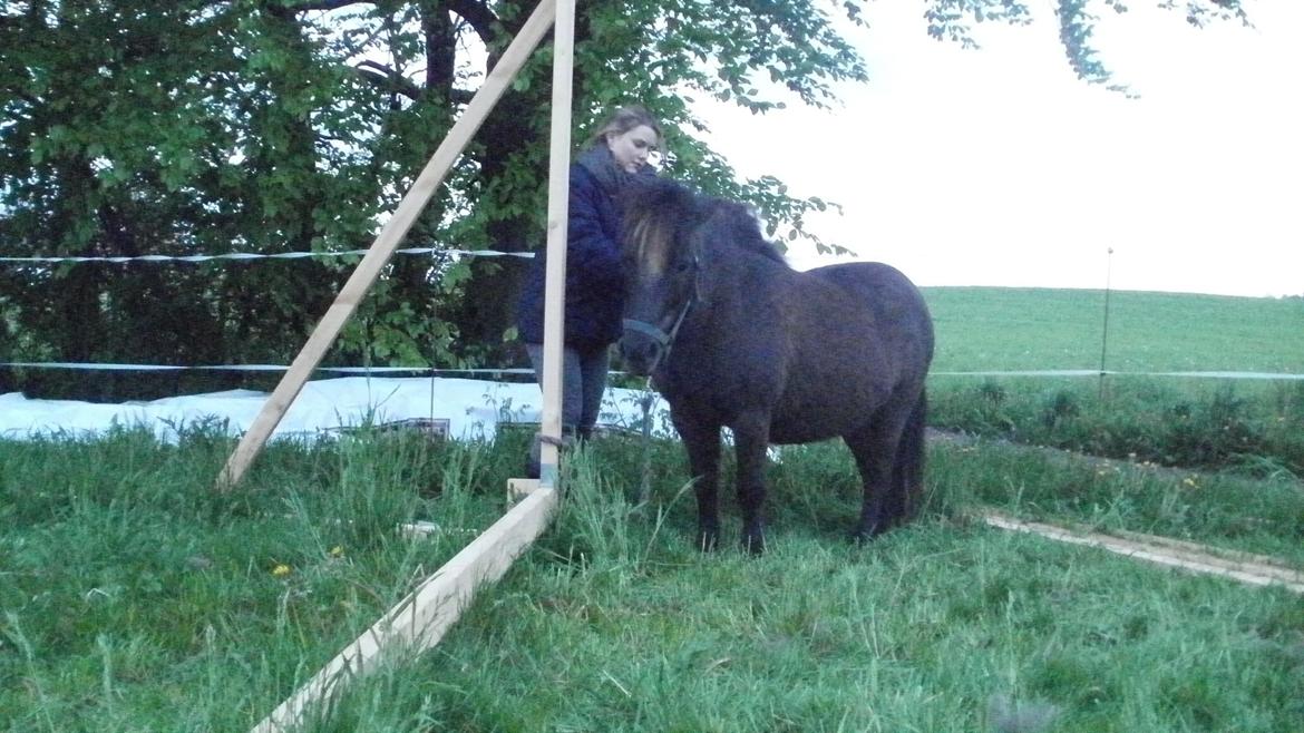 Shetlænder Snowball - Snowball og Pernille hygger <3 billede 4