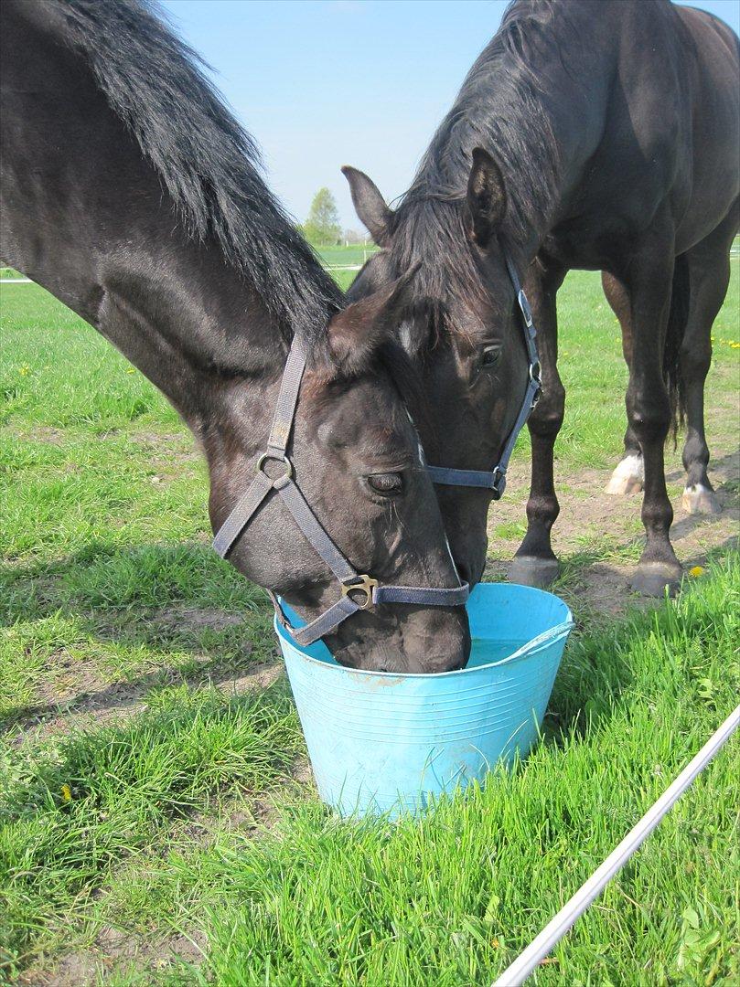 Anden særlig race Mowgli - Mowgli og hans bedste ven... billede 10