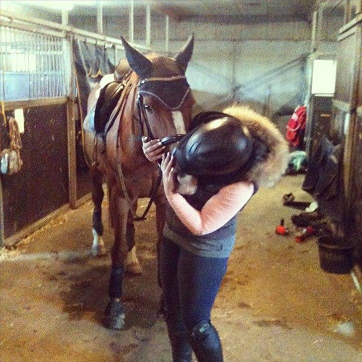 Trakehner Rosita (Bebs) - Min bedste ven <3 billede 7