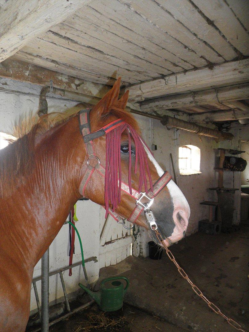 Anden særlig race Safi Rubin - D. 14/6-12 - Foto: Sabrina H billede 2