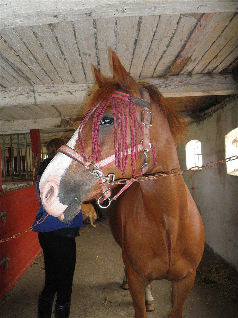 Anden særlig race Safi Rubin - D. 14/6-12 - Foto: Sabrina H billede 1