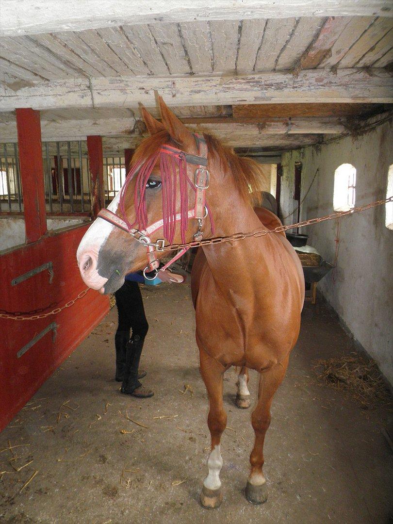 Anden særlig race Safi Rubin - D. 14/6-12 - Foto: Sabrina H billede 3