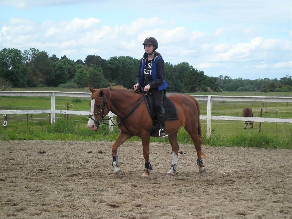 Anden særlig race Safi Rubin - D. 14/6-12 - Foto: Sabrina H billede 4