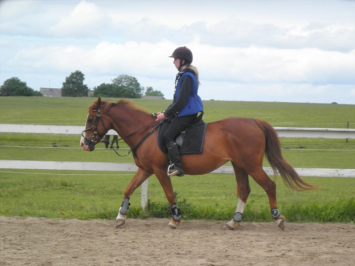 Anden særlig race Safi Rubin - D. 14/6-12 - Foto: Sabrina H billede 5