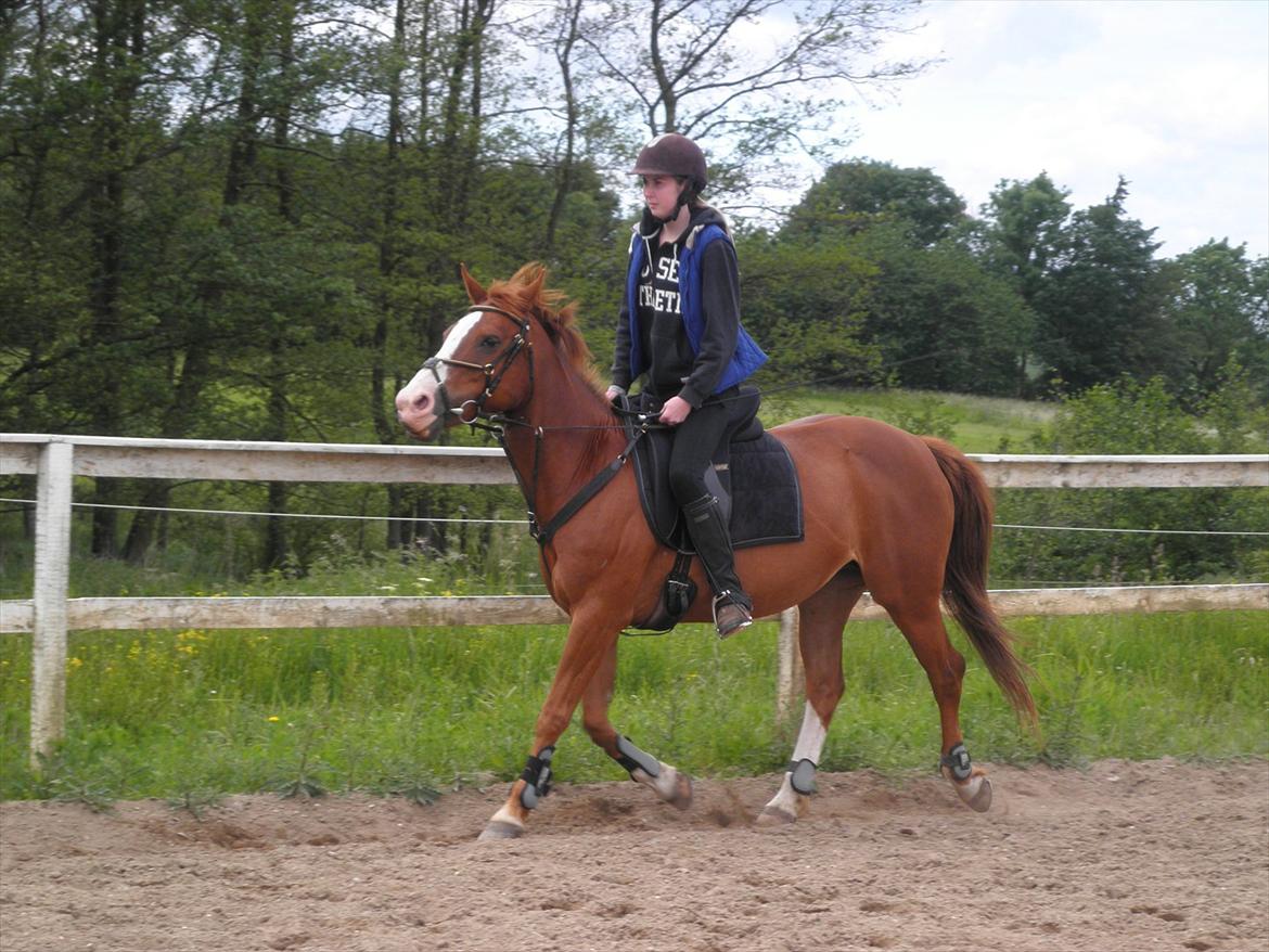 Anden særlig race Safi Rubin - D. 14/6-12 - Foto: Sabrina H billede 6