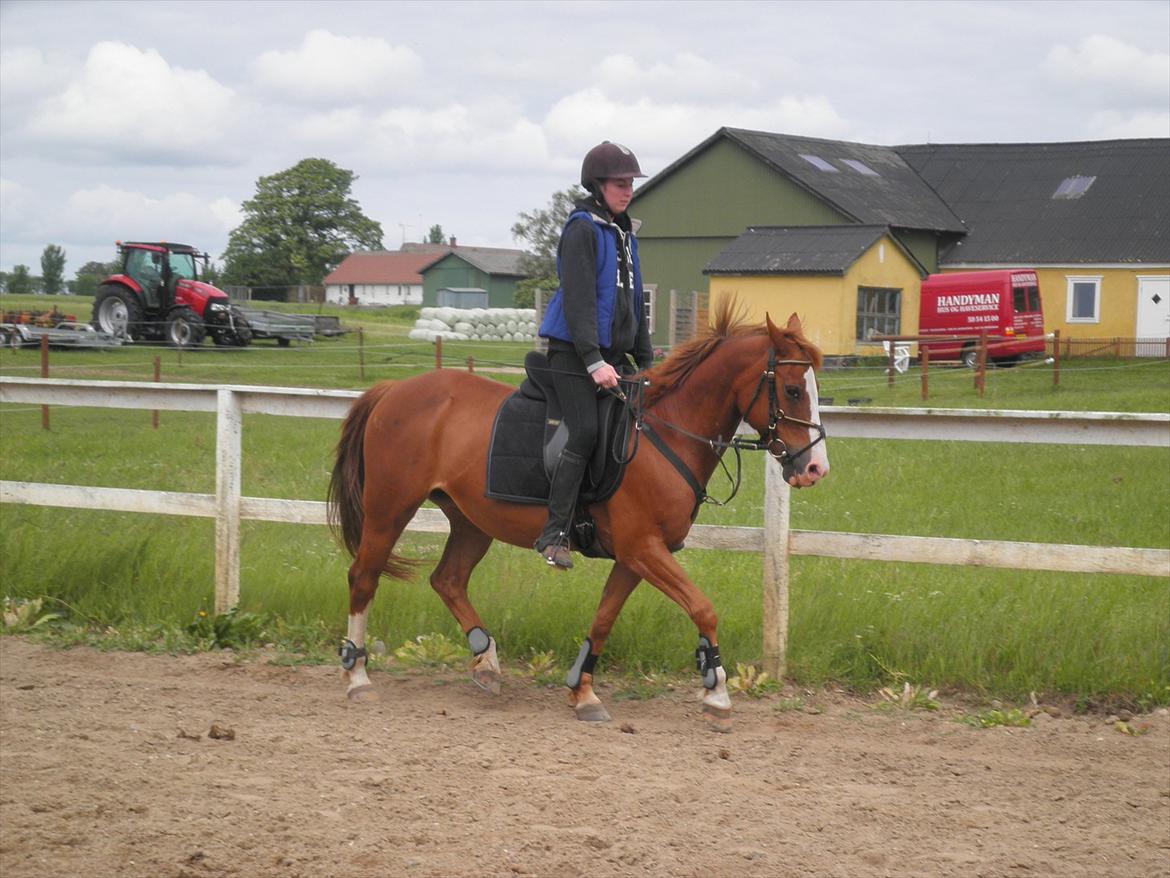 Anden særlig race Safi Rubin - D. 14/6-12 - Foto: Sabrina H billede 7
