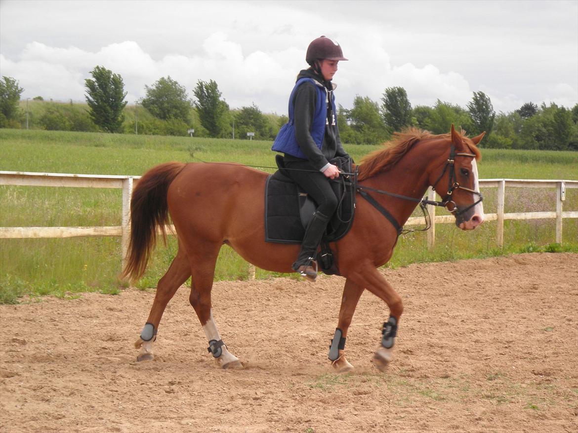 Anden særlig race Safi Rubin - D. 14/6-12 - Foto: Sabrina H billede 8