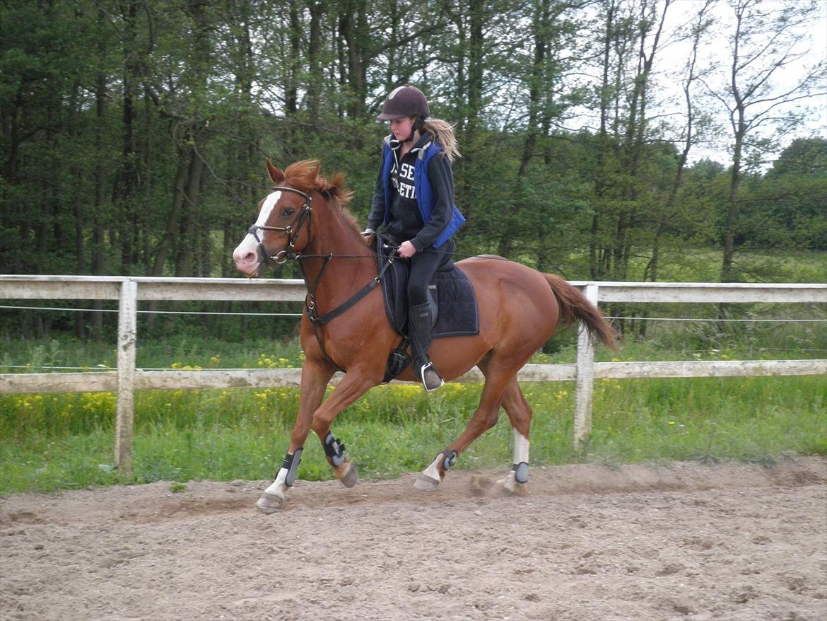 Anden særlig race Safi Rubin - D. 14/6-12 - Foto: Sabrina H billede 10