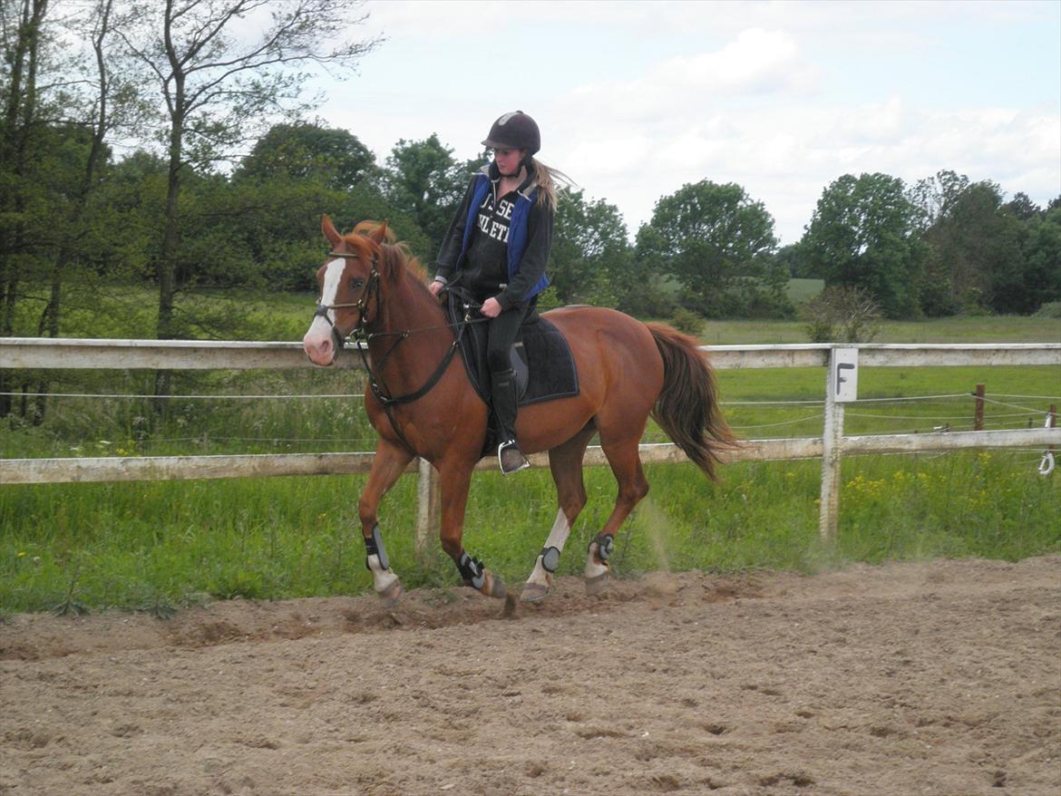 Anden særlig race Safi Rubin - D. 14/6-12 - Foto: Sabrina H billede 11