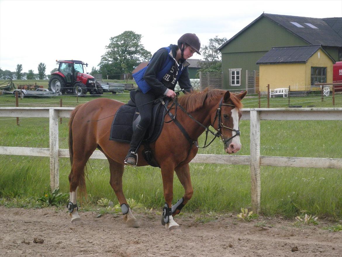 Anden særlig race Safi Rubin - D. 14/6-12 - Foto: Sabrina H billede 12