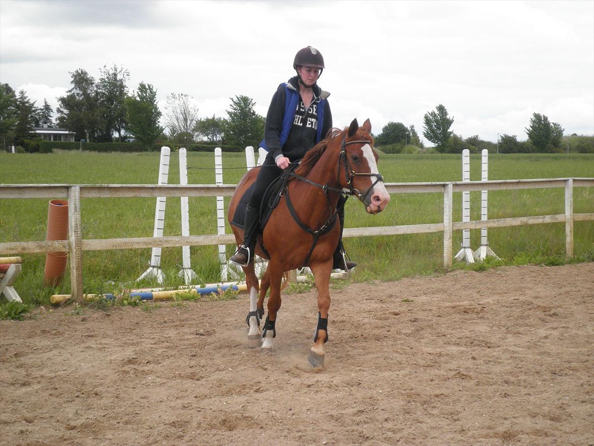 Anden særlig race Safi Rubin - D. 14/6-12 - Foto: Sabrina H billede 13