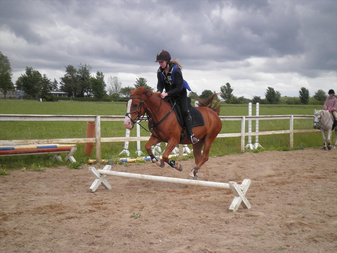 Anden særlig race Safi Rubin - D. 14/6-12 - Foto: Sabrina H billede 15