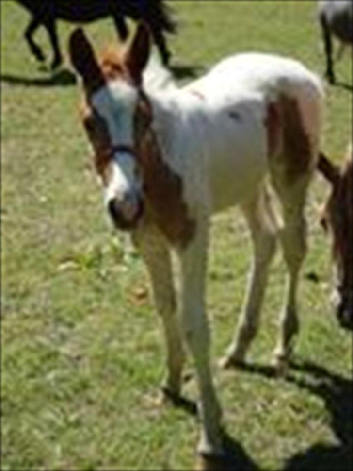 Pinto Dixie billede 20