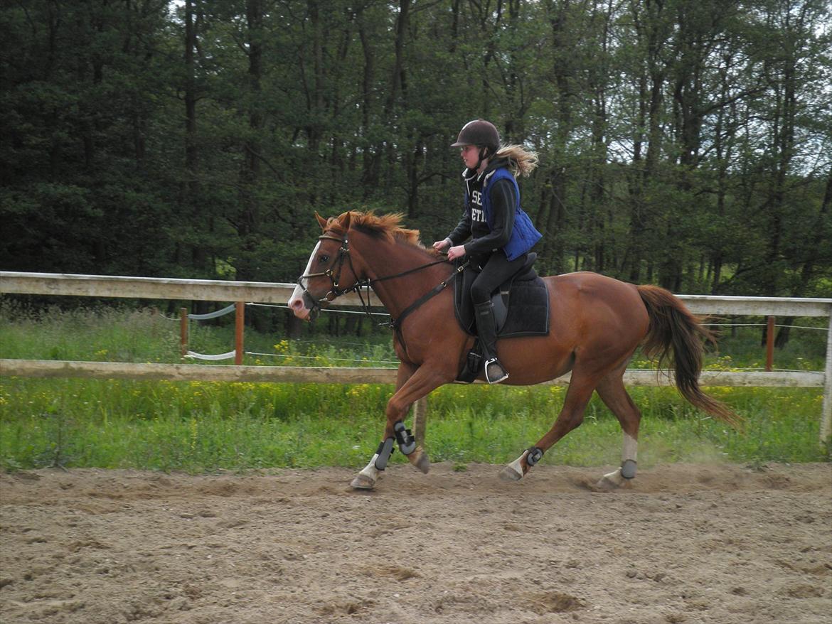 Anden særlig race Safi Rubin - D. 14/6-12 - Foto: Sabrina H billede 16