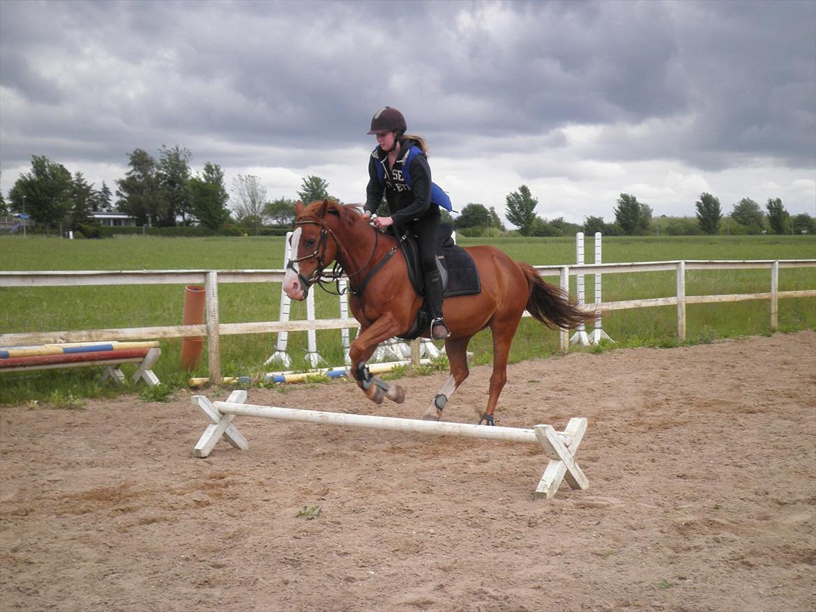 Anden særlig race Safi Rubin - D. 14/6-12 - Foto: Sabrina H billede 17