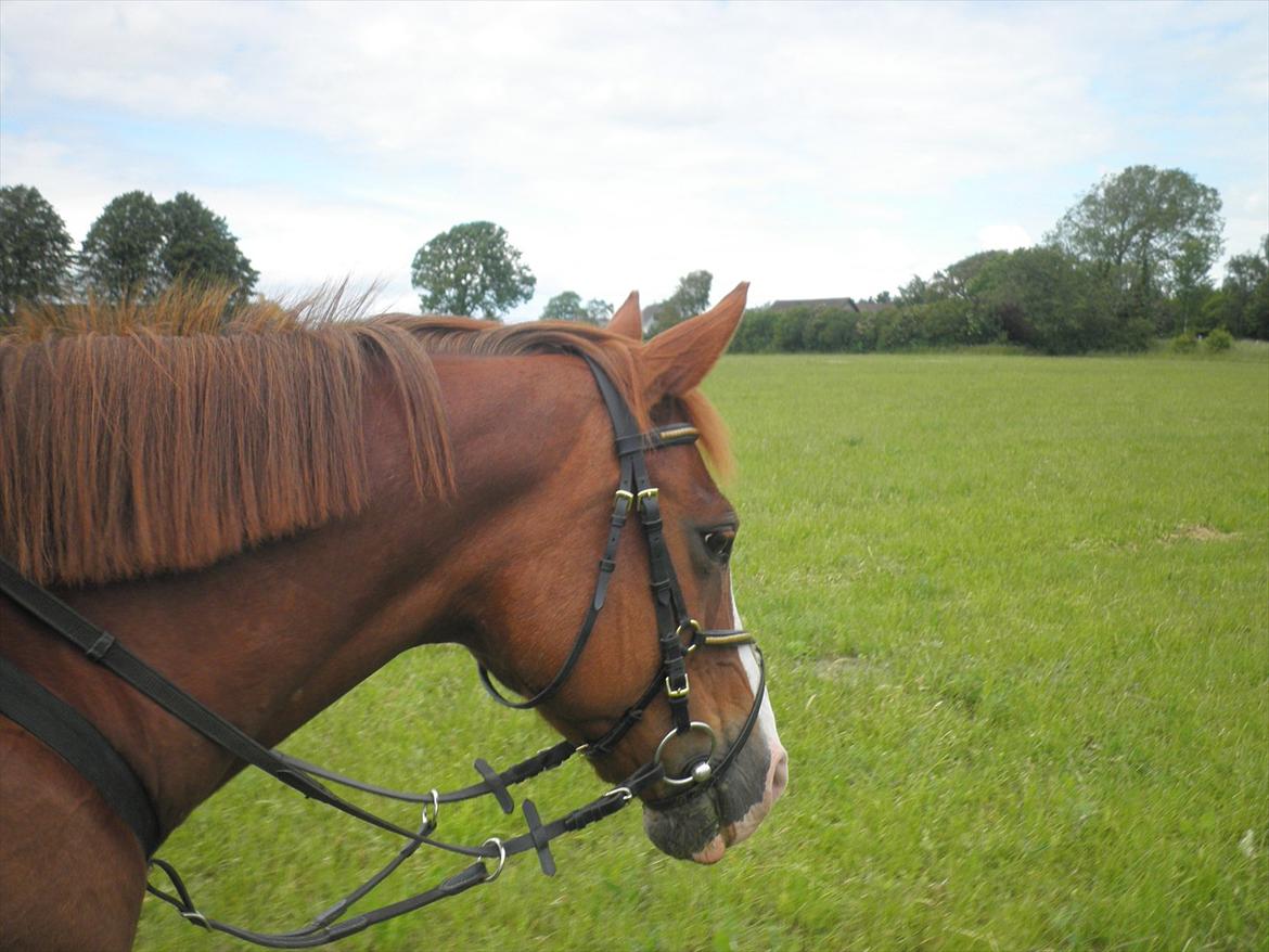 Anden særlig race Safi Rubin - D. 14/6-12 - Foto: Sabrina H billede 18
