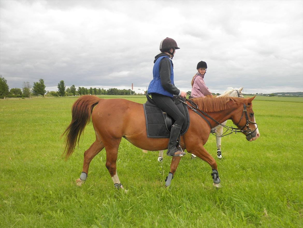 Anden særlig race Safi Rubin - D. 14/6-12 - Foto: Sabrina H billede 19