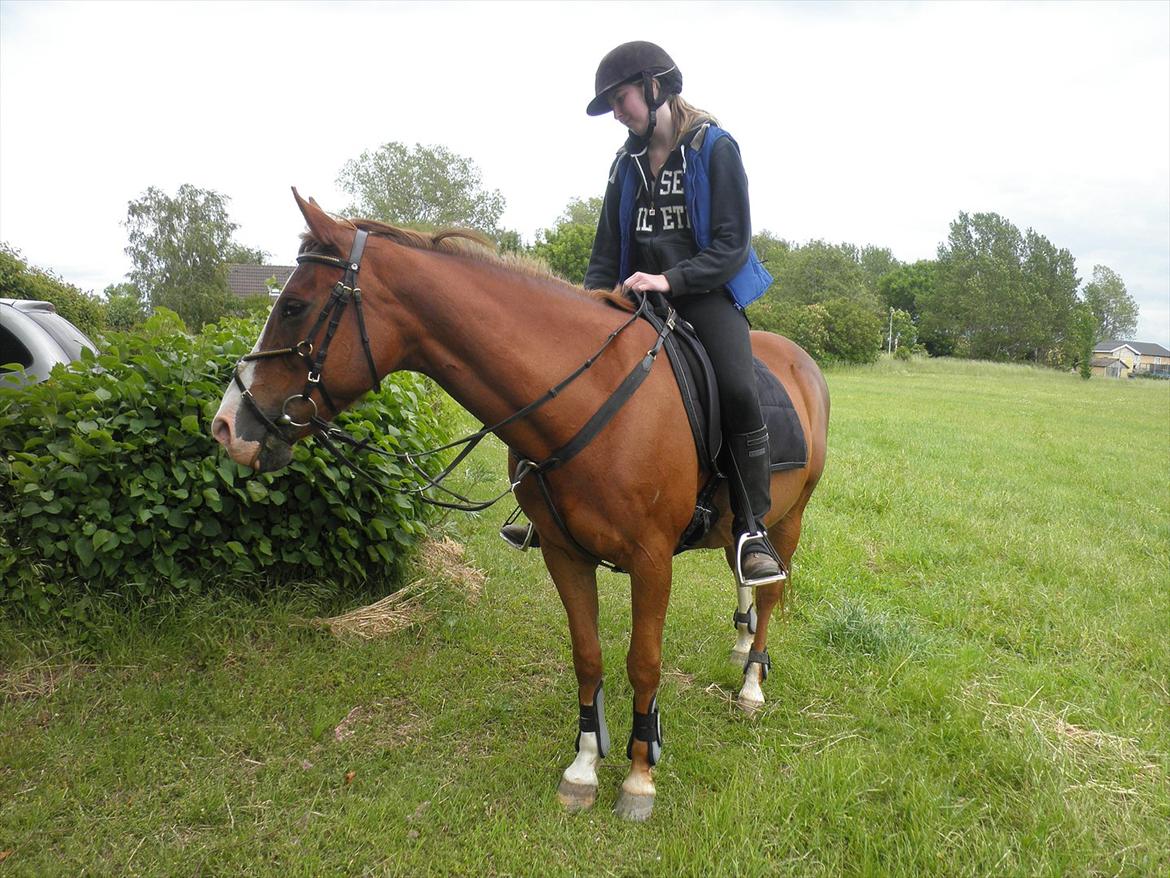 Anden særlig race Safi Rubin - D. 14/6-12 - Foto: Sabrina H billede 20