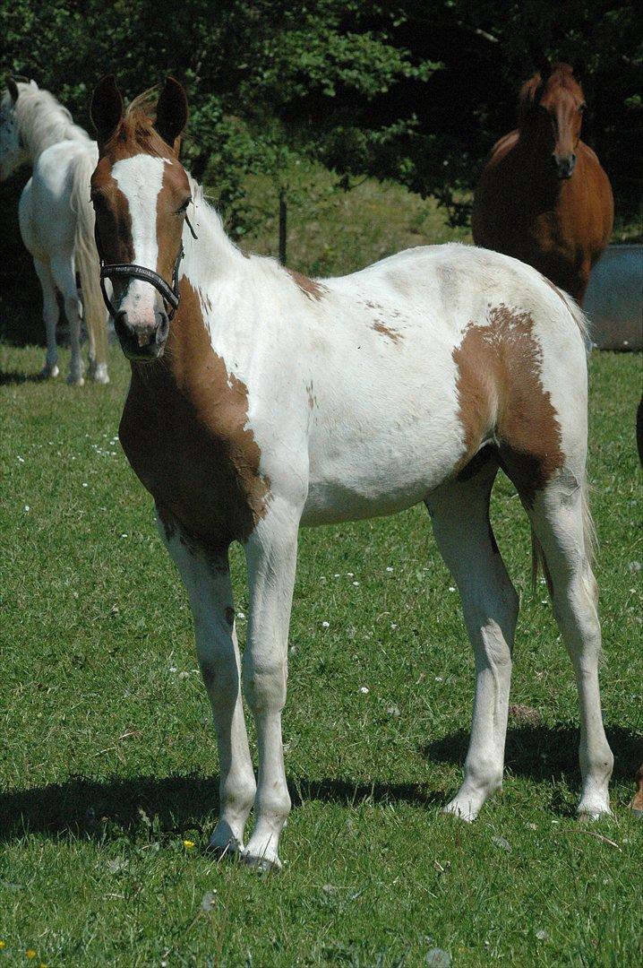 Pinto Dixie billede 3