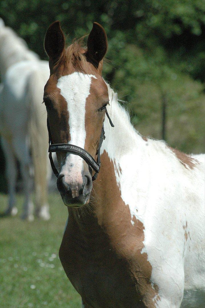 Pinto Dixie billede 1