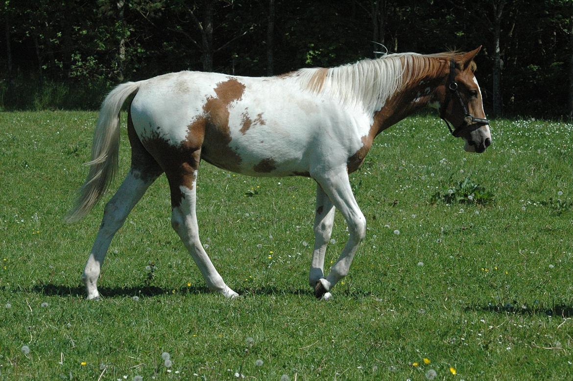 Pinto Dixie billede 4