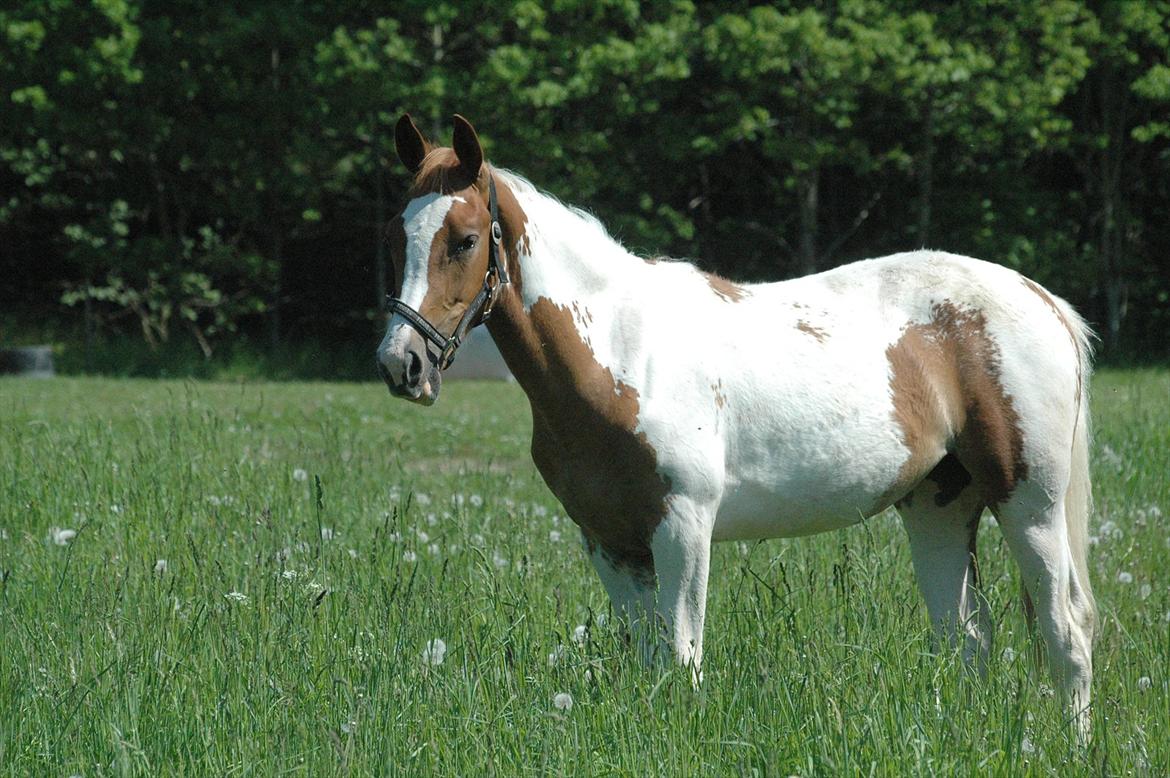 Pinto Dixie billede 5