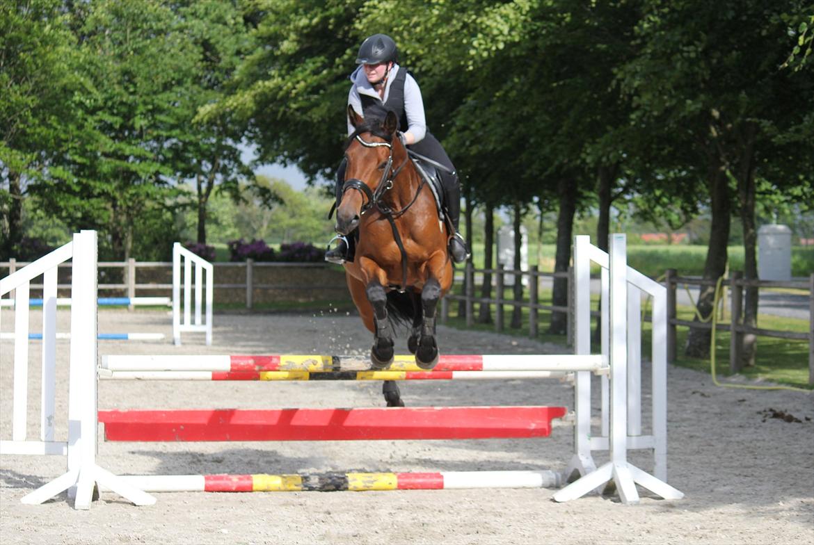 Dansk Varmblod QUENNEL - 13/6-2012 v. Thomas Sandgaard. Foto: Malene Madsen m. mit kamera billede 16