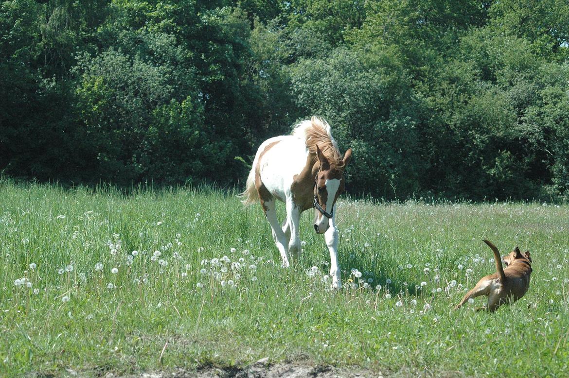 Pinto Dixie billede 6