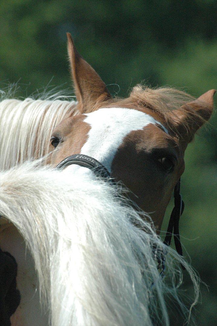 Pinto Dixie billede 7