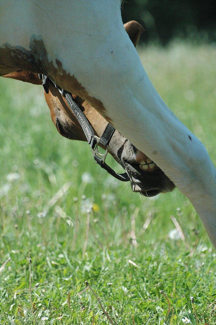 Pinto Dixie billede 8