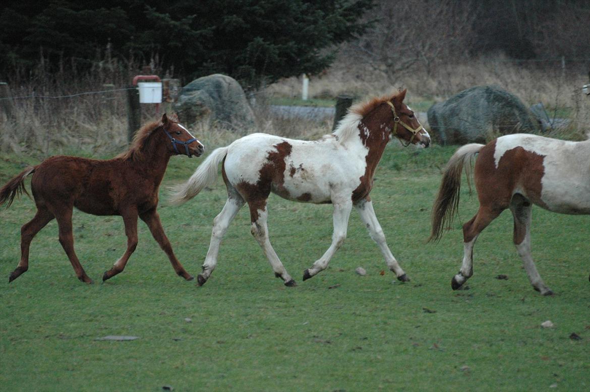 Pinto Dixie billede 11