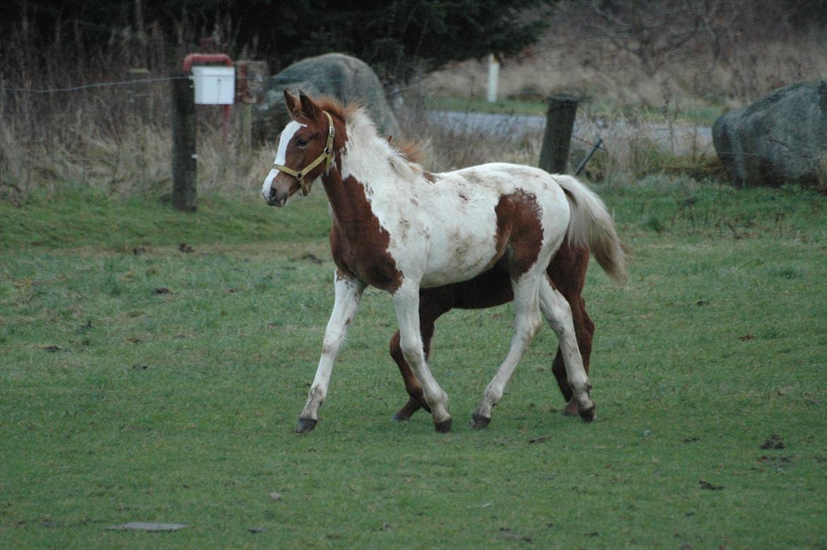 Pinto Dixie billede 12