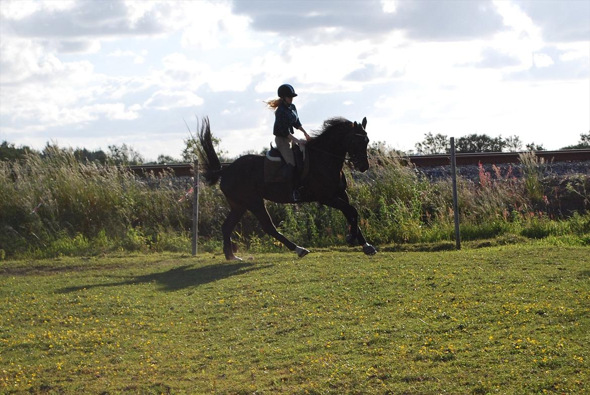 Dansk Varmblod Lerini A **RDS** - Galop. My darling billede 9