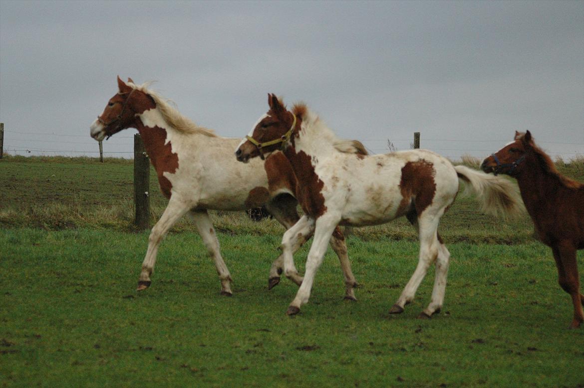 Pinto Dixie billede 13