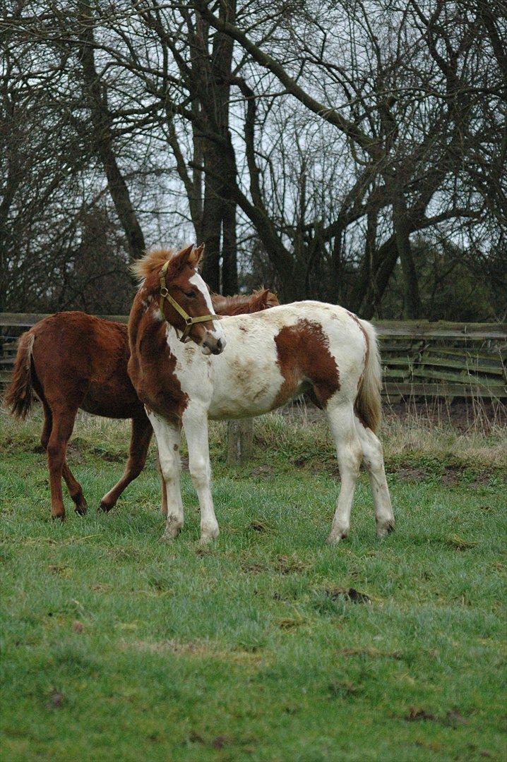 Pinto Dixie billede 14